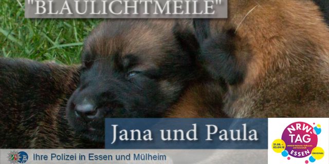 Polizei NRW in der Blaulichtmeile - Polizei-Hundewelpen, Diensthundausbildung, Vorführung Diensthunde